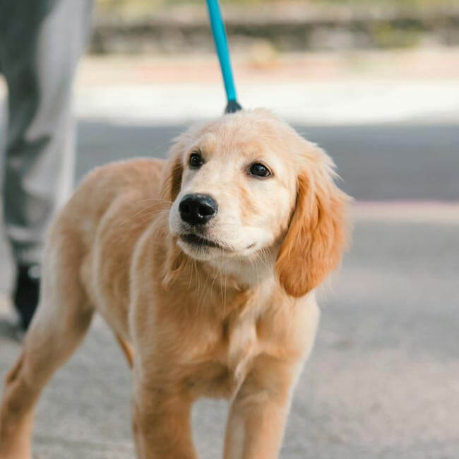 Thing To Do Pet Friendly